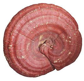 亡羊补牢 《收获日3》“医疗包行动”补丁现已发布